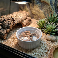 Anti-Tip Ceramic Reptile Water Bowl, Snake Accessories for Vivarium and Shedding Aid, Anti Escape Food Bowl for Geckos and Bearded Dragons