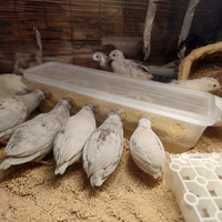 pet feeder