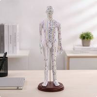 Human Acupoint Insertion Model with Meridian Points Full-Body Acupoint Insertion Model with Acupoints and Meridians Soft-Surface for Students