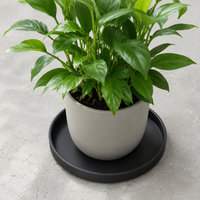 Plant Saucers, High Rim Desktop Plant Pot Trays, Heavy Duty Water Catching Tray, for Indoor & Outdoor Plants
