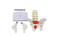Movable Joints Spine Pelvis Model Nerve Details Spine Model PVC Study Aid Metal Support Rod for Classroom, Medical Office