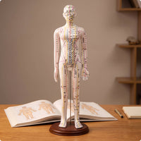 Acupoint Training Figure Model with Base Annotated Acupoint Training Figure Mannequin with Base Standing Meridian Teaching Mannequin for Students