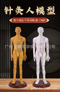 Acupuncture Point Human Body Model with Meridians for Teaching