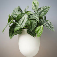 Plant Pots for a Hanging Plant and Wall Planter, Self Watering Corner Wall Mount Indoor Planter, Quarter Circle Wall Hanging Garden Pot Basket