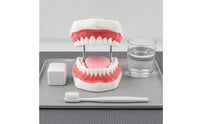Visible Mouth Interior Brushing Practice Model Coil Hinges Tooth Brushing Model Pink Gums Teaching Aid