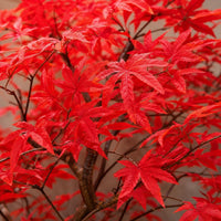 artificial tree display