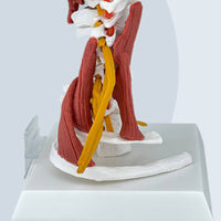 Cervical Spine Model with Muscles Detailed Human Cervical Spine Model Medical-Grade for Teachers, Classroom