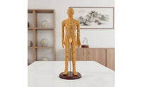 Human Acupoint Insertion Model with Meridian Points Full-Body Acupoint Insertion Model with Acupoints and Meridians Soft-Surface for Students