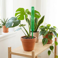 Monstera Plant Support Pole, Stackable Plant Pole for Climbing Plants Material for Indoor/Outdoor Vertical Growth