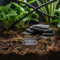 Disposable Cold-Blooded Animal Water Bowl Stable Base Anti-Tip Pet Dish Gecko Feeding Cups Clear Plastic Snake Bowl Large