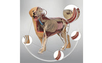 Dog Physiology Model with Detachable Parts Clear-Bodied Dog Physiology Model Educational for Pet Health Students