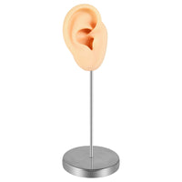 Washable Ear Display Model with Stand Stable Ear Model with Stand Reusable Lightweight for Jewelers