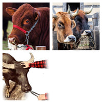 Stainless Steel Cattle Nose Clamp with Chain Heavy Duty Bull Holder with Chain Long-Lasting Cattle Nose Clamp Safe for Ranchers, Farms