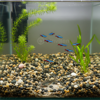 Natural Black Iron Gallbladder Sand for Aquarium Landscaping, Turtle Tanks, and Fish Color Enhancement