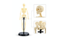 Human Skeleton Model Educational Biological Skeleton Model Basic for Teachers