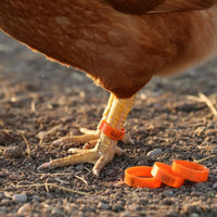100 Pieces Color-Coded Numbered Poultry Leg Band Colorful Chicken Leg Band Reusable for Backyard Coop, Farm
