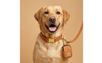 Matching and Leash Combo Stylish Design Patterned Dog Walking Set Adjustable Dog with Leash for Medium Dogs, Outdoor, Training