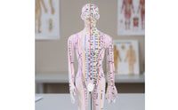 Acupressure Model Accurate Acupressure Model with Stand Meridian Mannequin for Acupuncturists, Teachers, Classroom, Professional Office