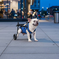 Easy to Walk Adjustable Dog Wheelchair Lightweight Dog Rehab Wheelchair Stable Frame Hind Leg Support Carriage Breathable Mesh Harness for Disabled Dogs, Rehabilitation, Mobility Assistance, Post Surgery