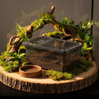 Clear Reptile Box Anti-Containment Design Ventilated Arachnid Enclosure Easy to Pristine Transparent Reptile Breeding Box