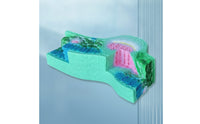 Leaf Structural Three-Dimensional modelDimensional Leaf Sectional Model for Classroom
