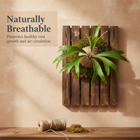 Large Carbonized Wood Fern Mounting Board for Staghorn Ferns and Orchids