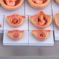 10 Pieces Fetal Development Process Model Structural Fetal Development Model Realistic for Teachers
