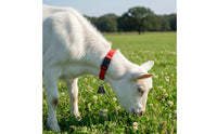 12 Pieces Anti-Lost Goat Collar with Bell Easy Tracking Adjustable Livestock Collar Set Sturdy Material for Farmers