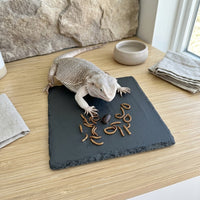 Textured Resin Tortoise Rock Plate and Climbing Plate, 15cm Brown and Tan Basking Perch for Small Reptiles, Habitat Decor for Nails