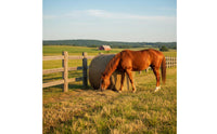 Long-Lasting Large Hay Net Bag Easy to Fill Horse Hay Feeder Net Abrasion Resistant Farm Supply Treated for Stable, Barn