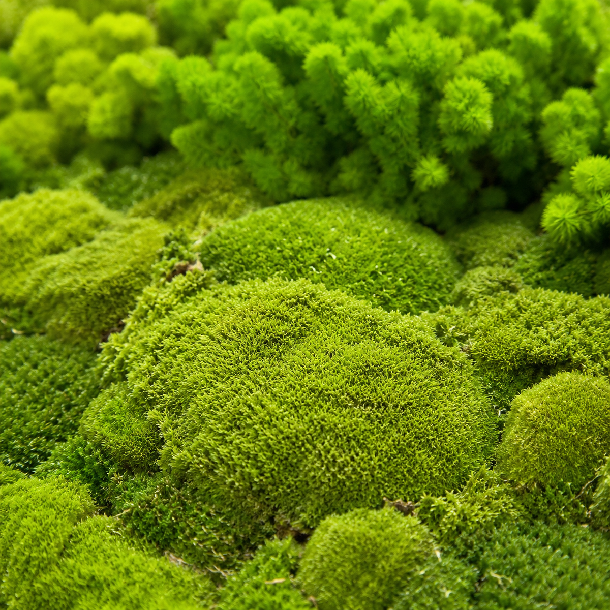 artificial moss wall panels