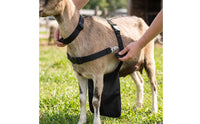 Anti-Breeding Apron Long-Lasting Breeding Control Apron Reliable Practical for Breeders, Farms, Pastures