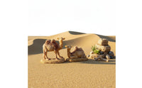 Realistic Intricacy Miniature Camel Figurine Hand Painted Micro Landscape Decoration for Hobbyists, Desktop, Terrarium