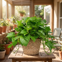 Plant Pots for Home Decor and Indoor Plants, Nordic Style Corn Husk and Cattail Plant Basket, Indoor Plant Pot for Succulents, Flower Pots