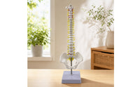 Spine Model with Spinal Nerves Detailed Spine Model with Sacrum Detailed for Professional Study Area