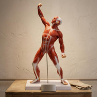 Tendon-Style Detailing Full-Body Muscle Model 50 Cm Human Muscle Anatomy Model Rectangular Base Teaching Aid Vertical Support Rod for Classroom