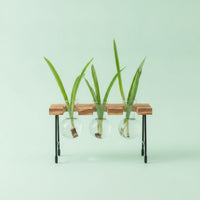 Minimalist Design Glass Bulb Planter with Wooden Stand Crisp Design Hydroponic Vase Stand Easy to Assemble Plant Propagation Station Observe Rooting for Bookshelf