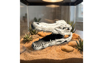 Lifelike Crocodile Skull Hide Weathered Reptile Hide Hollow Terrarium Ornament Long-Lasting for Vivarium