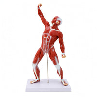 Tendon-Style Detailing Full-Body Muscle Model 50 Cm Human Muscle Anatomy Model Rectangular Base Teaching Aid Vertical Support Rod for Classroom