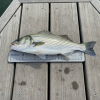 Easy to Install Catch Ruler with Adhesive Backing EVA Foam Catch Ruler Waterproof Large Numbers for Fishermen, Anglers, Boats, Kayaks