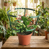 Indoor Plants and Outdoor Plants Support Peonies, Pack of 12 Half Round Garden Stakes, Stackable Plant Sticks, Indoor Plant Support Stakes