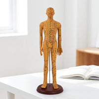 Acupressure Model Accurate Acupressure Model with Stand Meridian Mannequin for Acupuncturists, Teachers, Classroom, Professional Office