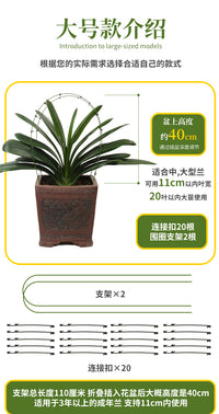 矫正花架君子兰专用定型矫正固定防长偏调整叶子间距
