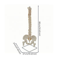 Spine Model with Pelvis Life-Size Human Spine Model Educational for Medical Students, Chiropractors, Classroom, Scientific Workspace
