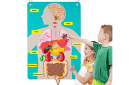 22 Pieces DIY Learning Organ Placement Busy Board Interactive Play Human Body Activity Set Early Education Human Structure Cognitive Chart 3D Organs for Homeschooling
