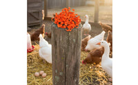 100 Pieces Color-Coded Numbered Poultry Leg Band Colorful Chicken Leg Band Reusable for Backyard Coop, Farm