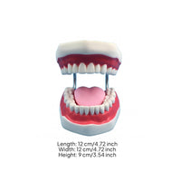 Visible Mouth Interior Brushing Practice Model Coil Hinges Tooth Brushing Model Pink Gums Teaching Aid