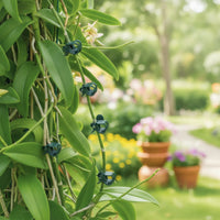 20 Pieces Dark Green Plant Support Clips Easy to Use Garden Plant Clips Reusable Vine Support Clip Plastic for Gardeners, Florists, Greenhouses, Pots