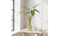 Monstera Support Easy to Use Monstera Pole Extendable Plant Climbing Pole for Potted Plants, Indoor