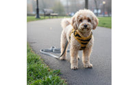 Comfortable Fit Leopard Print Harness Set Soft Padded Leopard Print Dog Harness Adjustable Soft Dog Leash Set Simple to Put on and Remove for Walking